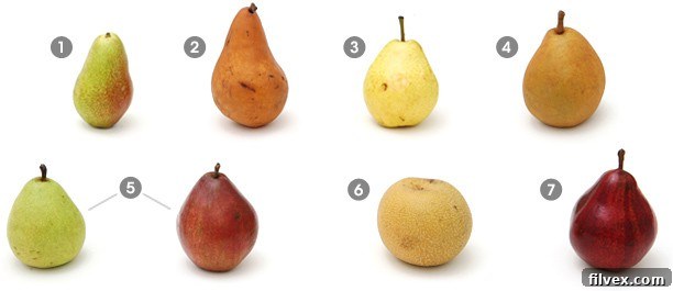 Visual guide to pears showcasing Bosc pear among other varieties